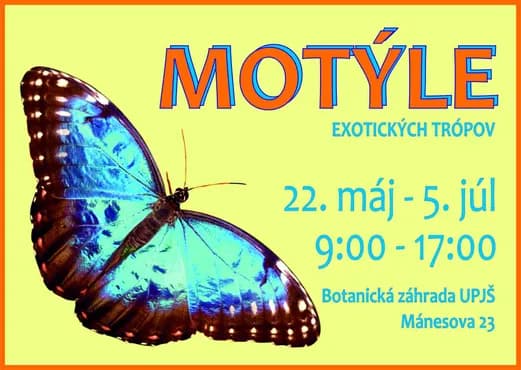 Виставка живих екзотичних метеликів у ботанічному саду