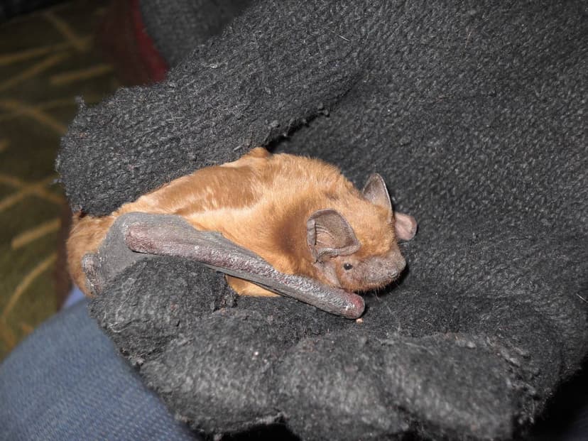 A bat flew into the house — what to do and how to act safely