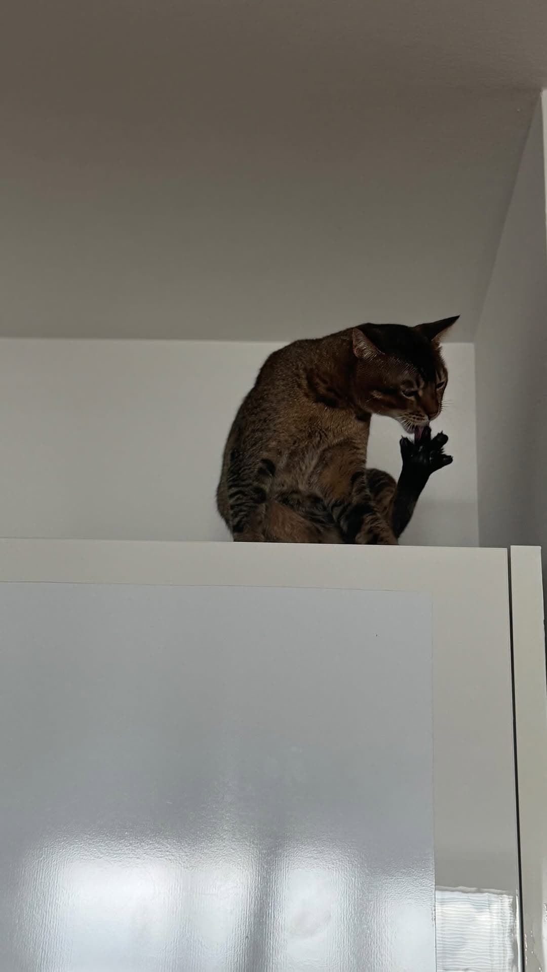 Дарья Короткая